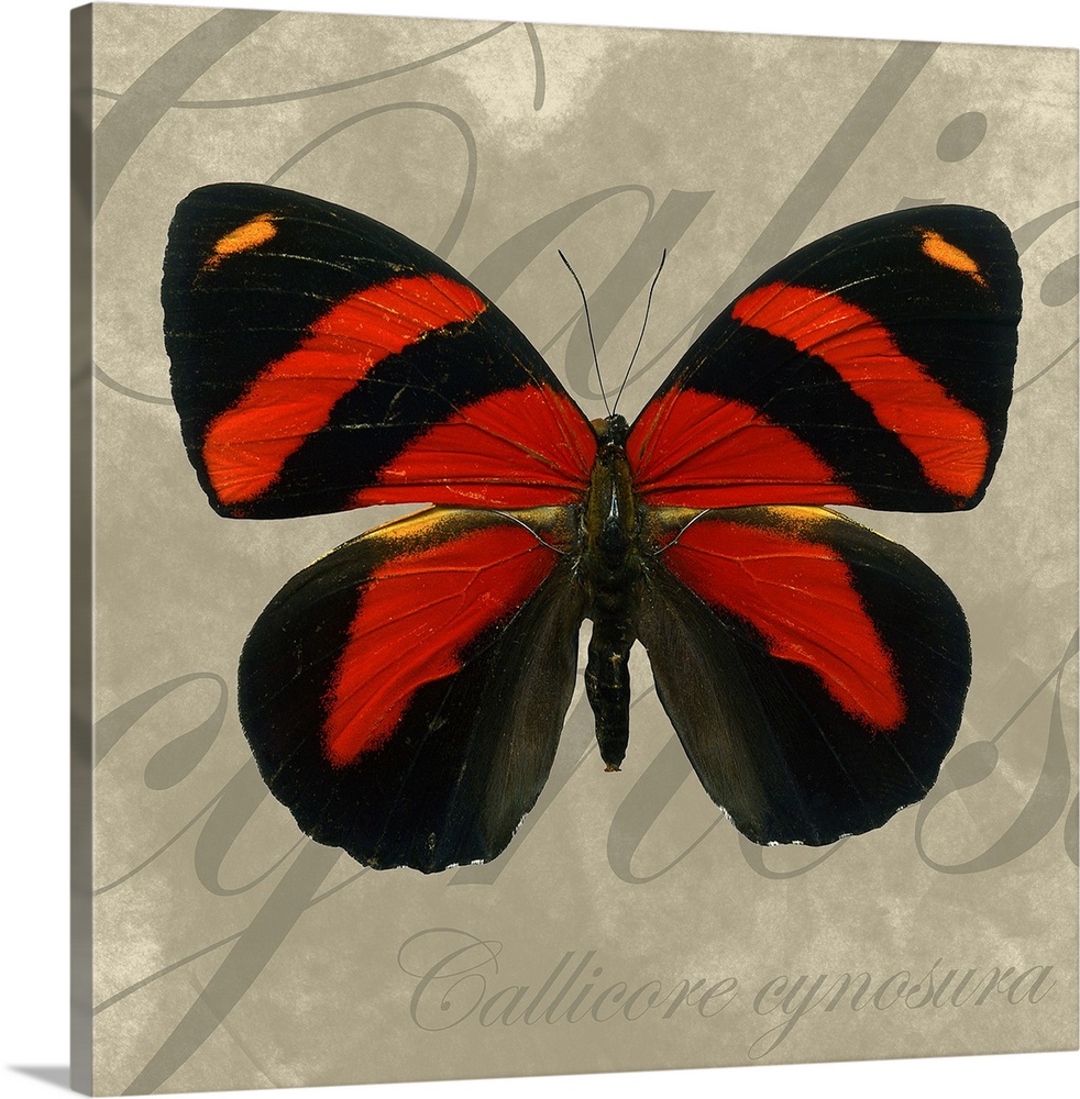 Docor perfect for the home of a red and black butterfly with the technical name scripted behind it.
