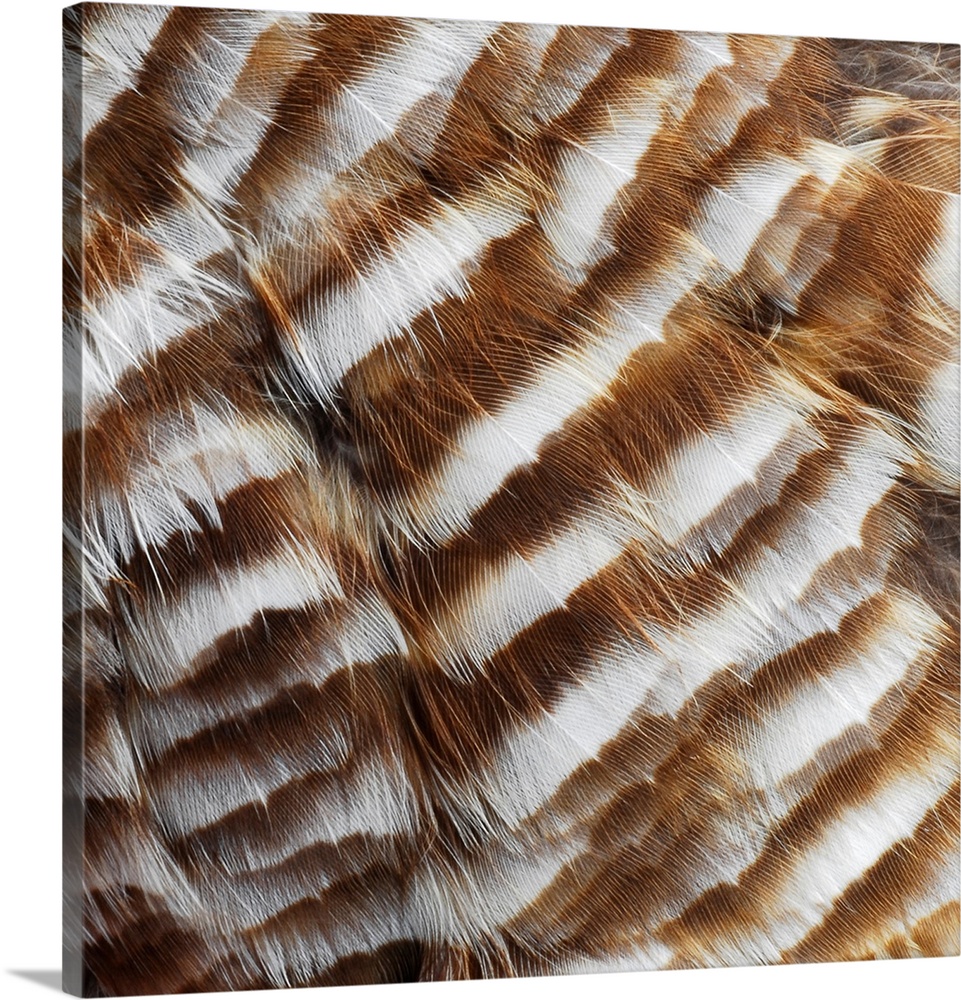 Close-up detail of owl feathers