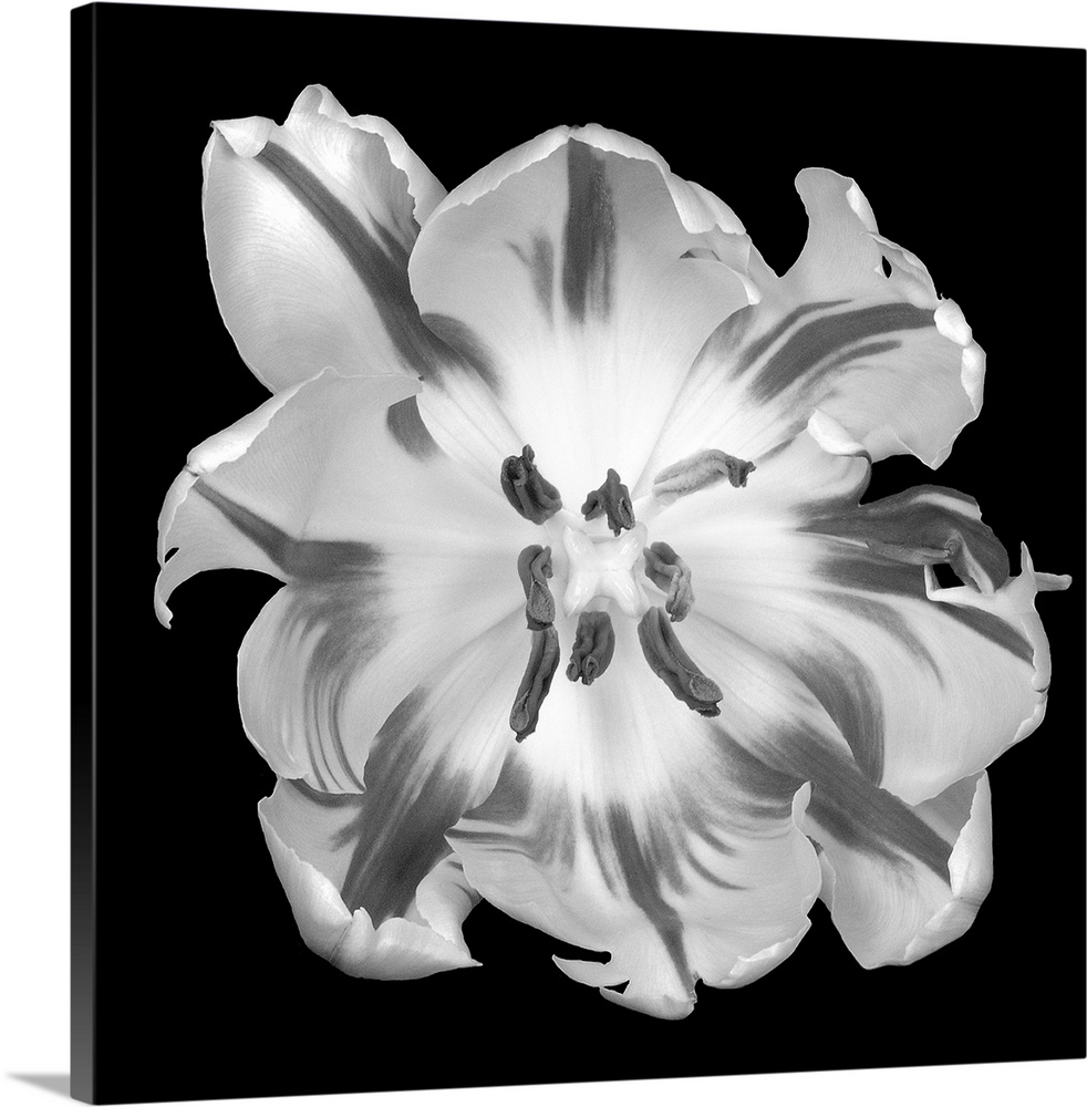 This square wall hanging is a flower photograph from above and starkly contrasted against the background to illustrate the...