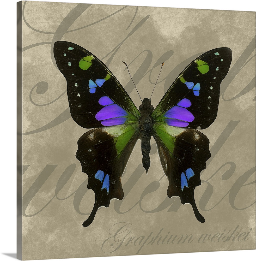 Multi colored butterfly with outstretched wings on a neutral text background.