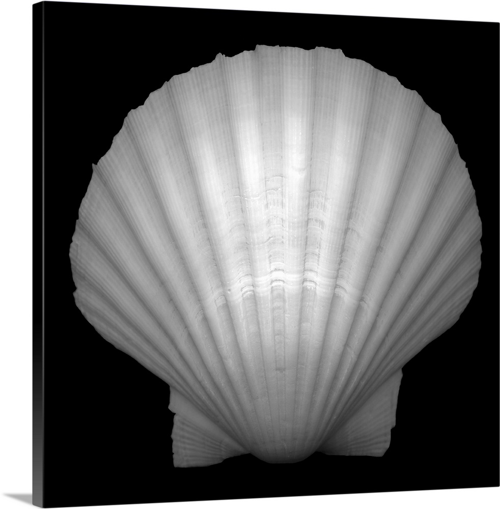 Black and white studio shot of the pristine shell of a bivalve mollusk, showing nature's penchant for symmetry.