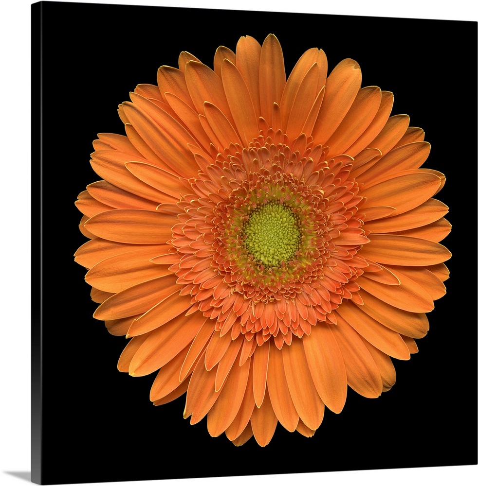 Closeup photograph of an orange daisy.