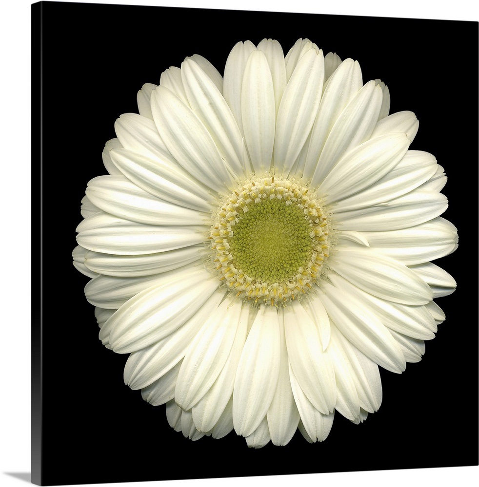Single white daisy 1 wall art canvas prints framed prints wall peels