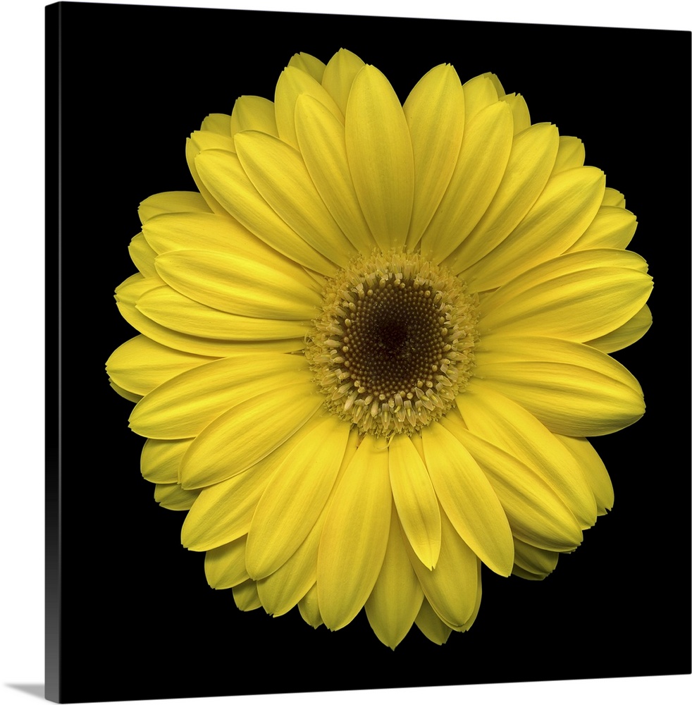 Giant photograph focuses on the florets and petals of one vividly colored flower positioned in front of a blank background.