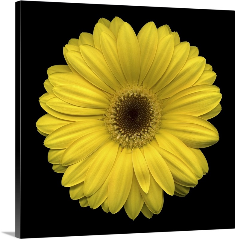 Single Yellow Daisy 2 Wall Art, Canvas Prints, Framed Prints, Wall