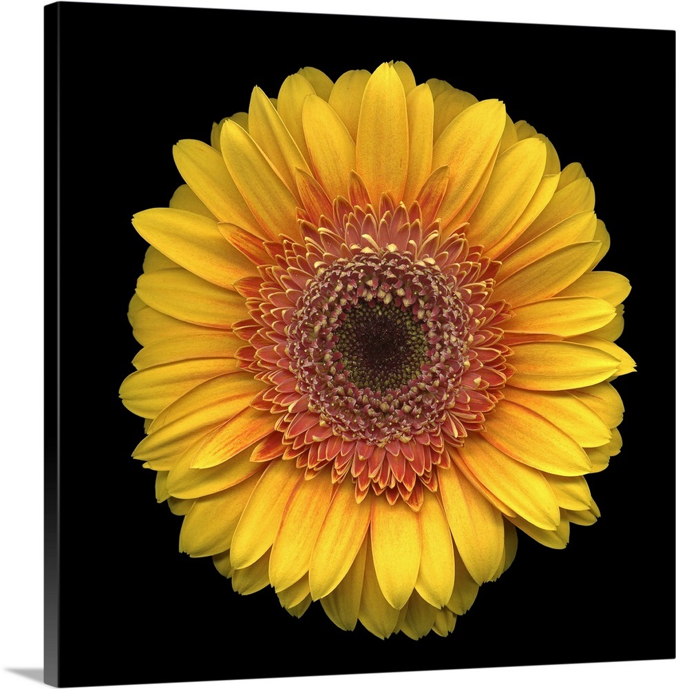 Single Yellow Daisy 3 Wall Art, Canvas Prints, Framed Prints, Wall
