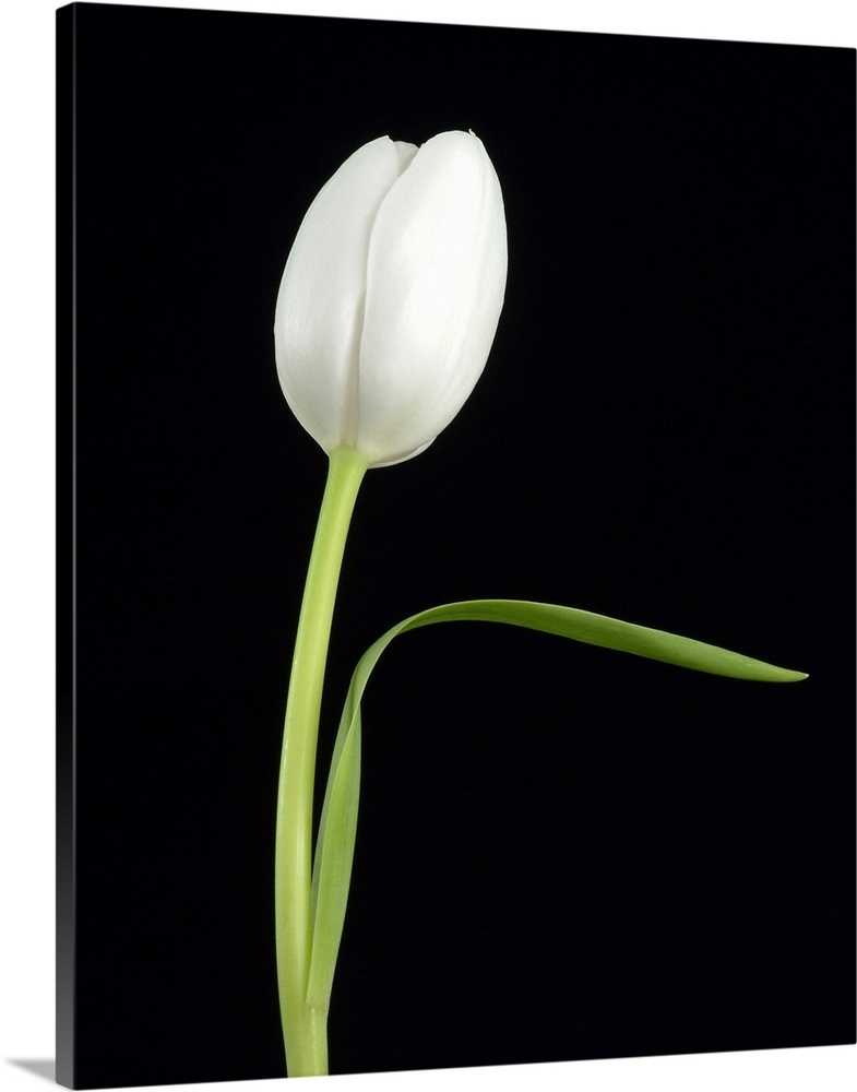 White Tulip 1 Wall Art, Canvas Prints, Framed Prints, Wall Peels