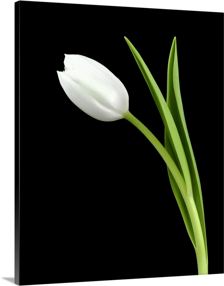 Closeup photograph of a white tulip flower and its stem on a black background.