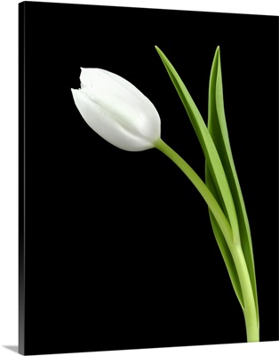 White Tulip 2