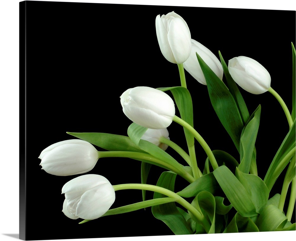 White Tulip 4 Wall Art, Canvas Prints, Framed Prints, Wall Peels