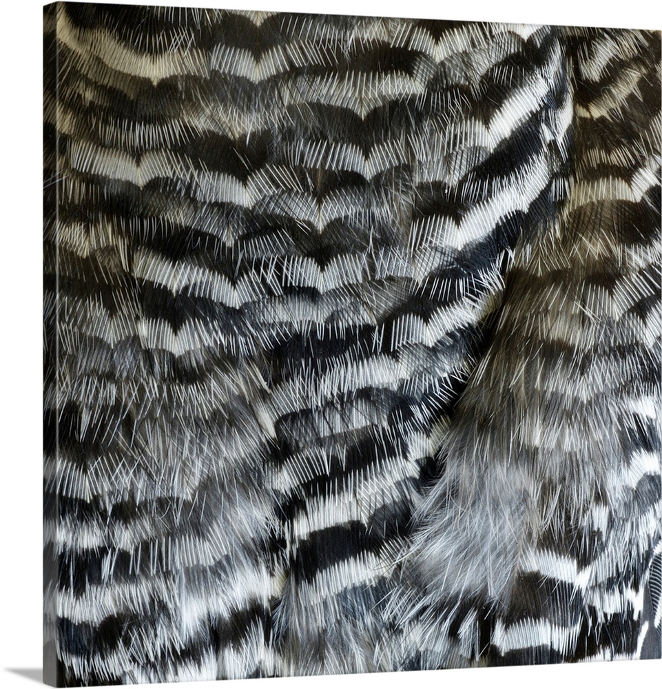 Close-up detail of woodpecker feathers