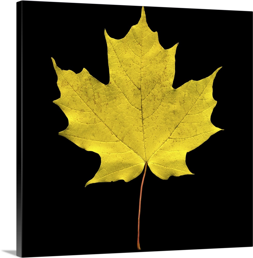 A large yellow maple leaf is photographed closely against a black background.