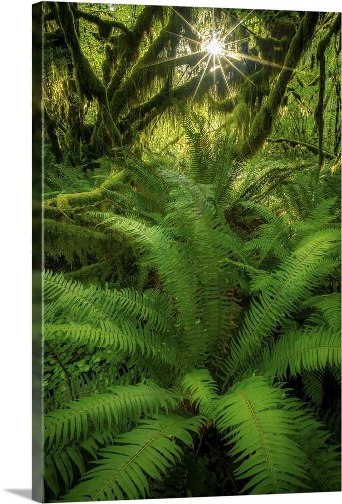 A Gorgeous Suburst and Fern, Hoh Rainforest