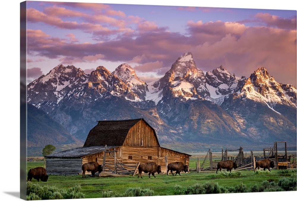 Big photo print of buffalo in front of a barn in the middle of a field with a rugged mountain range in the distance.