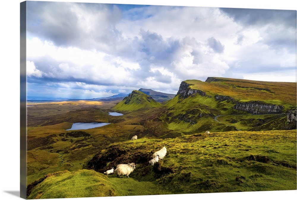 A Herd of Sheep and Young In Scotland's Quiraing, Isle of Skye