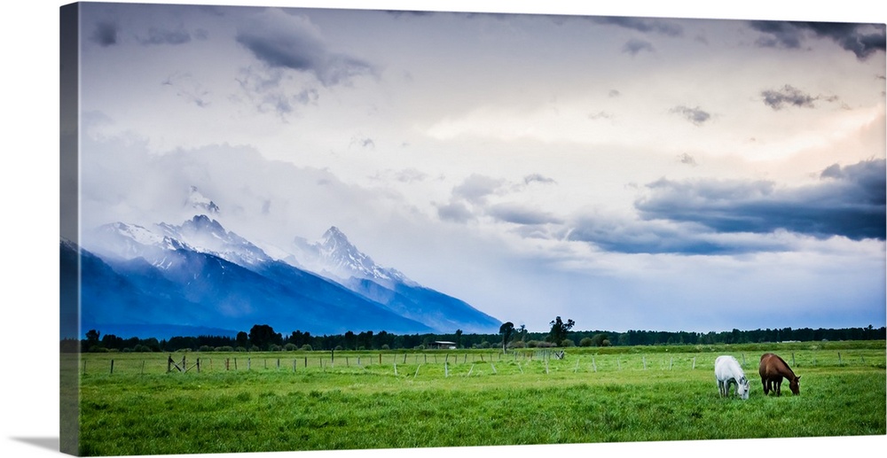 Horses Graze During An Afternoon Storm, Jackson, Wyoming
