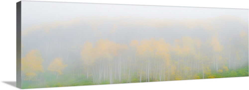 Mist Fills the Forest Obscuring Changing Aspens, Telluride, Colorado