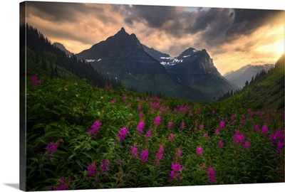 Sunset Shines On Bird Woman Falls and Wild Flowers, Glacier National Park