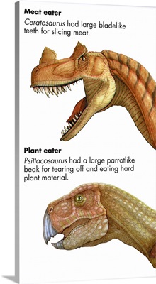 A Comparison of Meat-Eating and Plant-Eating Dinosaurs