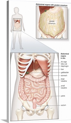 Abdominal organs in situ. abdominal cavity, digestive system