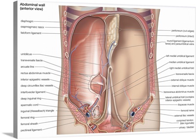 Abdominal wall - anterior view