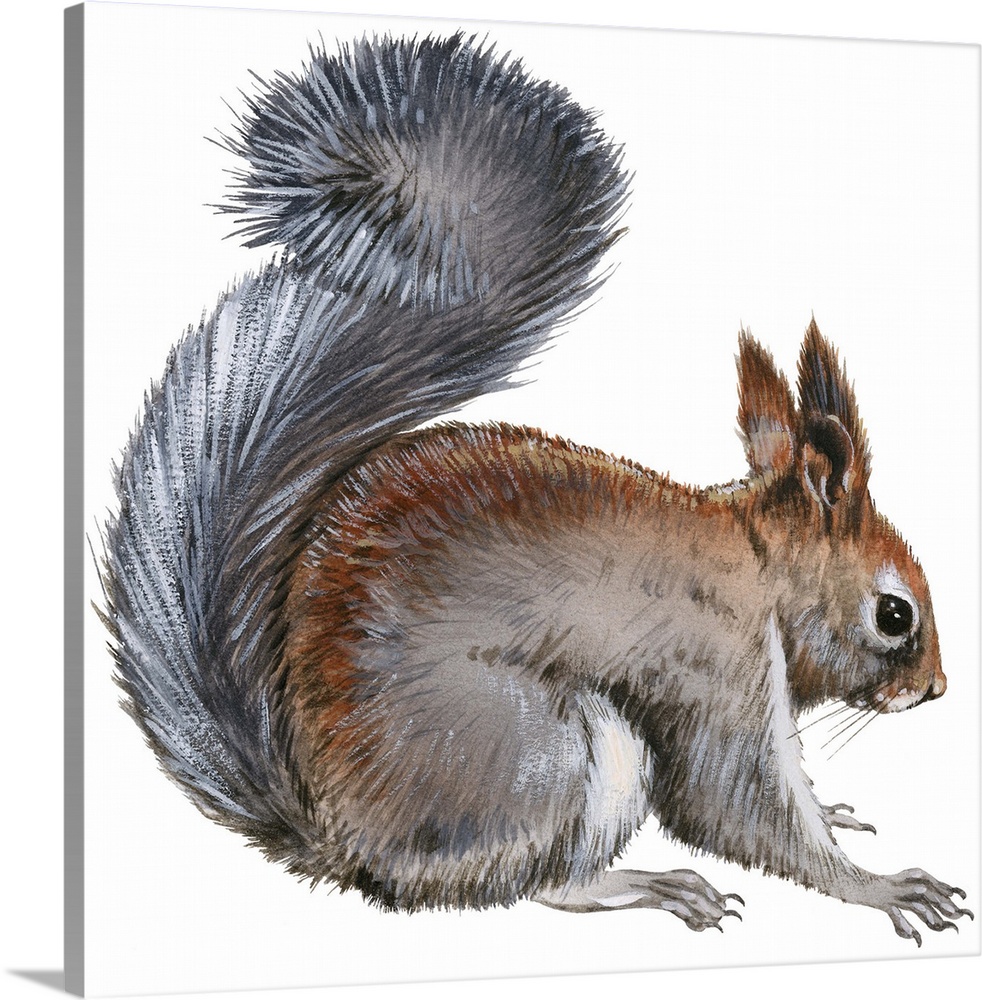 Abert's Squirrel (Sciurus Aberti)