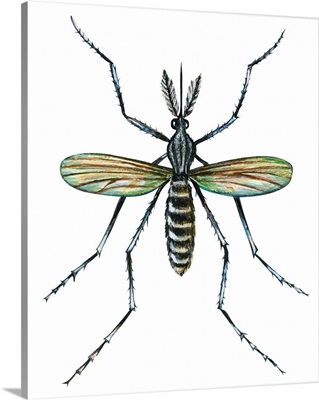 Aedes Mosquito (Aedes Aegypti), Yellow Fever Mosquito