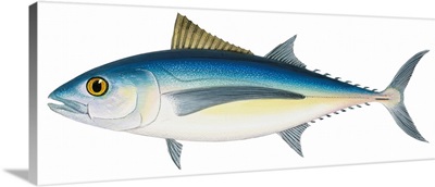 Albacore Tuna (Thunnus Alalunga)