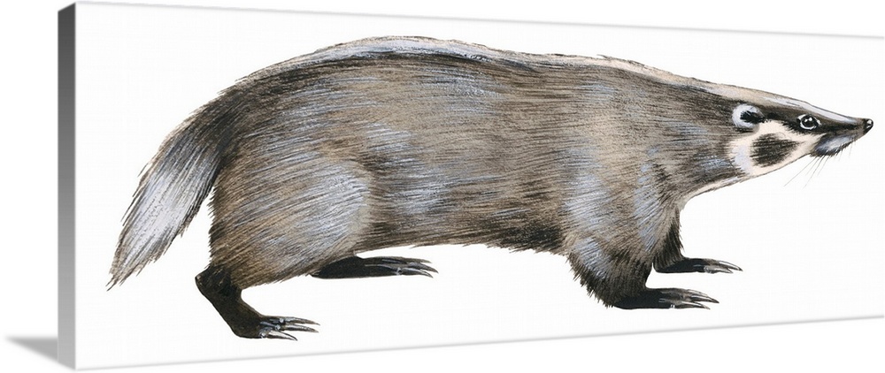 American Badger (Taxidea Taxus), Weasel