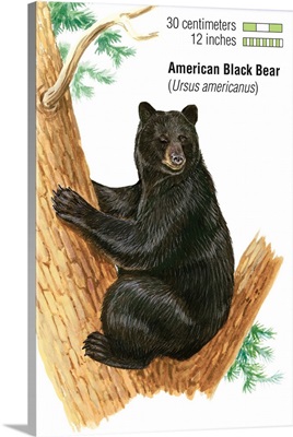 American Black Bear (Ursus Americanus)