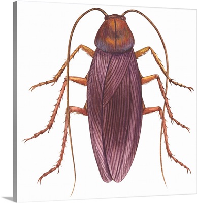 American Cockroach (Periplaneta Americana)