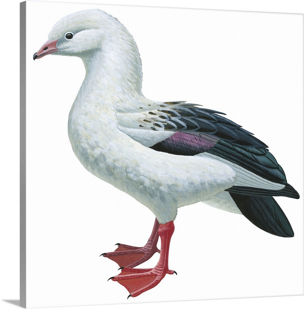 Educational illustration of the Andean goose.