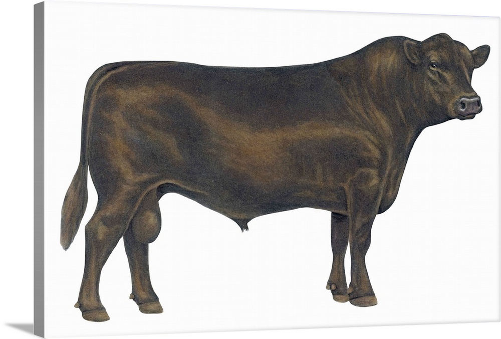 Angus Bull, Beef Cattle