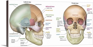 Anterior and lateral view of a skull. skeletal system Wall Art, Canvas