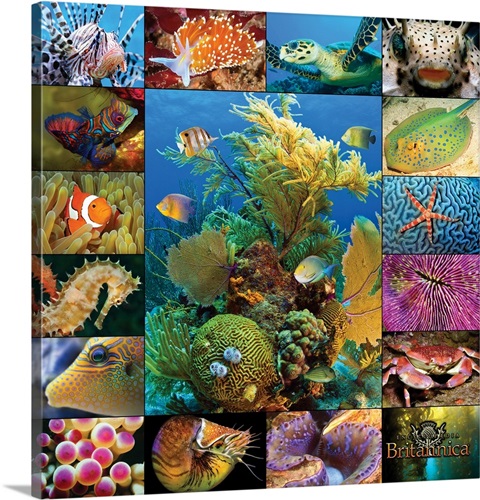 Aquatic Collage Wall Art, Canvas Prints, Framed Prints, Wall Peels ...