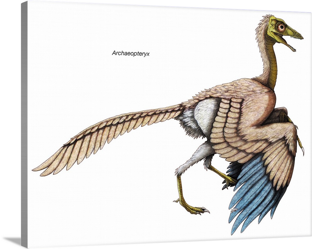 An illustration from Encyclopaedia Britannica of Archaeopteryx, the first bird, now extinct.