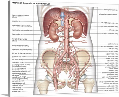 Arteries of the posterior abdominal wall. cardiovascular system