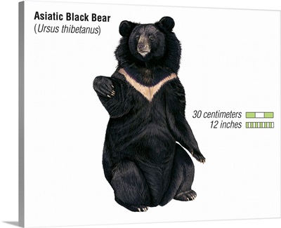 Asiatic Black Bear (Ursus Thibetanus)
