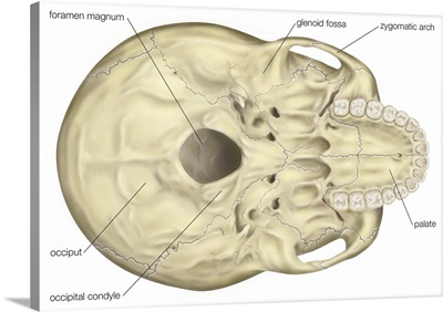 Base of a modern human skull