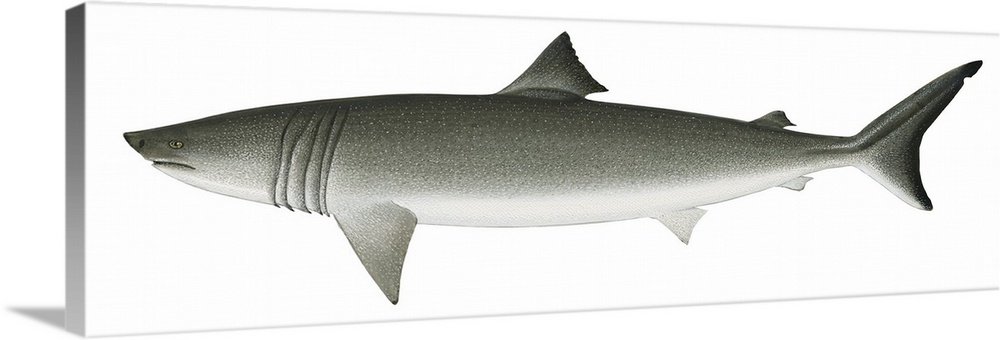 Basking Shark (Cetorhinus Maximus)