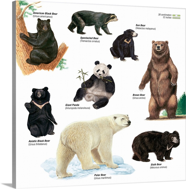 Bears | Great Big Canvas