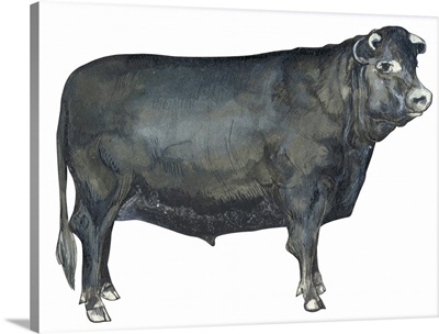 Beef Cattle (Bos Taurus)