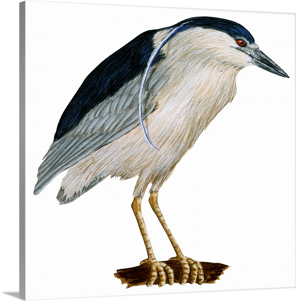 Educational illustration of the black-crowned night heron.