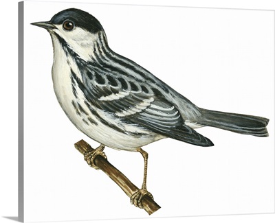 Black-Poll Warbler (Dendroica Striata) Illustration