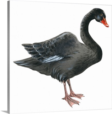 Black Swan (Cygnus Atratus) Illustration