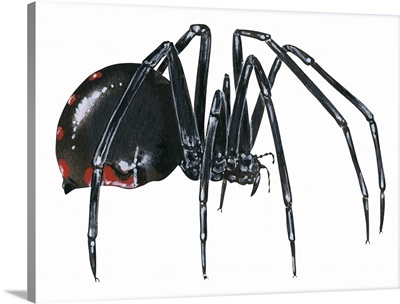Black Widow (Latrodectus), Spider