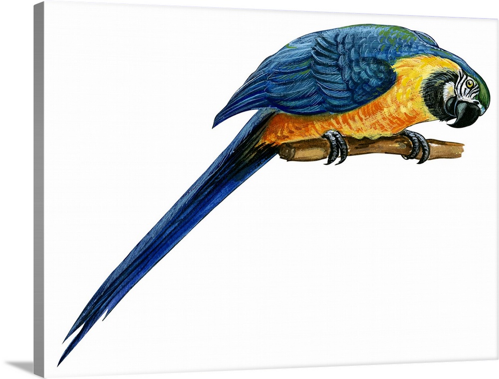 Educational illustration of the blue-and-yellow macaw.