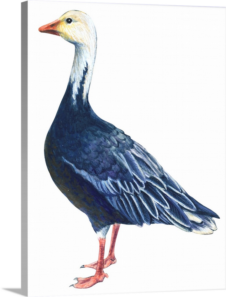 Educational illustration of the blue goose.