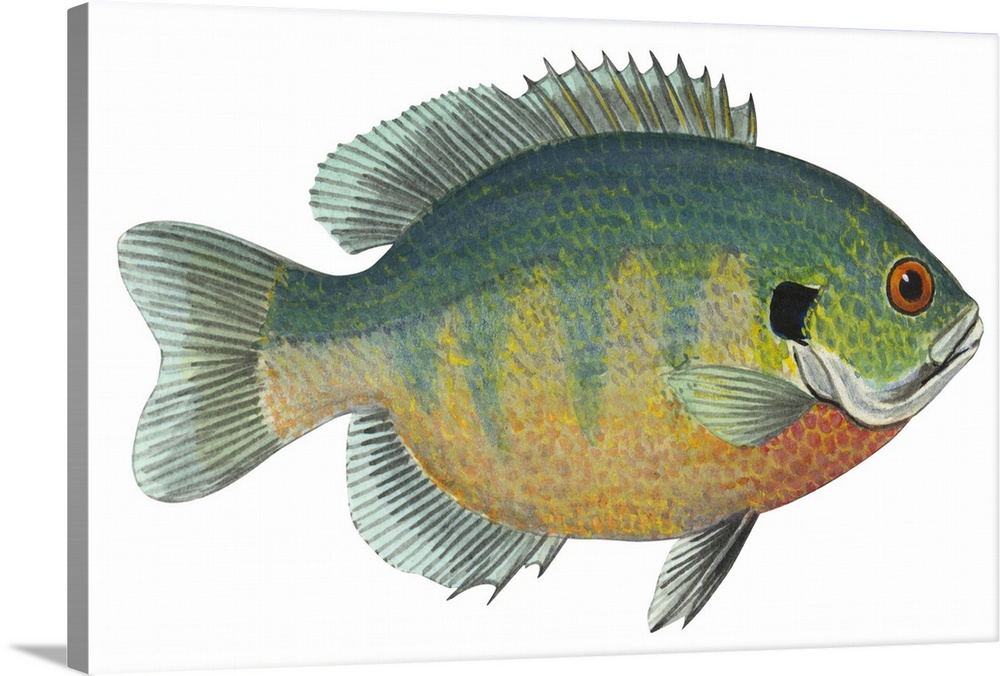 Bluegill (Lepomis Macrochirus) | Large Solid-Faced Canvas Wall Art Print | Great Big Canvas