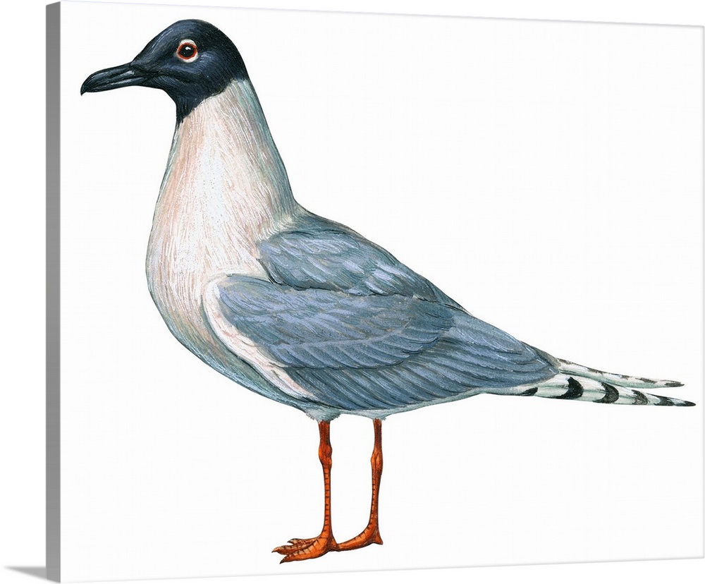 Educational illustration of the Bonaparte's gull.